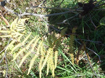 Withering frond